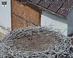 Capi_Dubne_20260801_115003.jpg