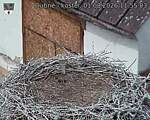Capi_Dubne_20260801_115503.jpg