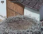 Capi_Dubne_20260801_121504.jpg