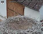 Capi_Dubne_20260801_130004.jpg