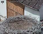 Capi_Dubne_20260801_133003.jpg