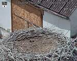 Capi_Dubne_20260801_141002.jpg