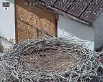 Capi_Dubne_20260801_141503.jpg