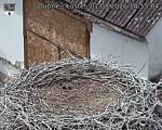 Capi_Dubne_20260801_145504.jpg