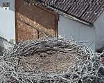 Capi_Dubne_20260801_150003.jpg