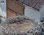 Capi_Dubne_20260801_153503.jpg