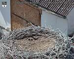 Capi_Dubne_20260801_154003.jpg
