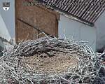 Capi_Dubne_20260801_154503.jpg