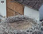 Capi_Dubne_20260801_160003.jpg