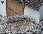 Capi_Dubne_20260801_162502.jpg