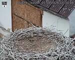 Capi_Dubne_20260801_173004.jpg