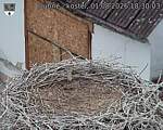 Capi_Dubne_20260801_183003.jpg