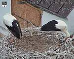 Capi_Dubne_20260801_184502.jpg