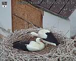 Capi_Dubne_20260801_185004.jpg