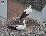 Capi_Dubne_20260801_190002.jpg