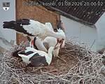Capi_Dubne_20260801_200002.jpg