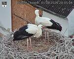 Capi_Dubne_20260801_200504.jpg