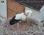 Capi_Dubne_20260801_201004.jpg