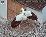 Capi_Dubne_20260801_202004.jpg