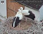 Capi_Dubne_20260801_203003.jpg