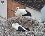 Capi_Dubne_20260801_204503.jpg