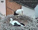 Capi_Dubne_20260801_205503.jpg