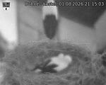 Capi_Dubne_20260801_211503.jpg