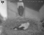 Capi_Dubne_20260801_212003.jpg