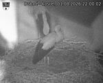 Capi_Dubne_20260801_220002.jpg
