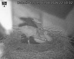 Capi_Dubne_20260801_221002.jpg