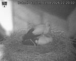 Capi_Dubne_20260801_222003.jpg