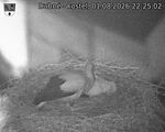 Capi_Dubne_20260801_222502.jpg