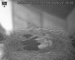 Capi_Dubne_20260801_223002.jpg