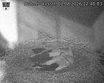 Capi_Dubne_20260801_224003.jpg