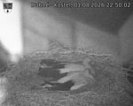 Capi_Dubne_20260801_225002.jpg