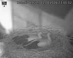 Capi_Dubne_20260801_230002.jpg