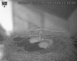 Capi_Dubne_20260801_231002.jpg