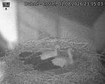 Capi_Dubne_20260801_231503.jpg