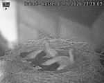 Capi_Dubne_20260801_233003.jpg