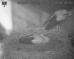 Capi_Dubne_20260802_000003.jpg