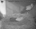 Capi_Dubne_20260802_001502.jpg