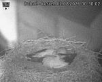 Capi_Dubne_20260802_003003.jpg