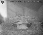 Capi_Dubne_20260802_010003.jpg