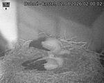 Capi_Dubne_20260802_020002.jpg