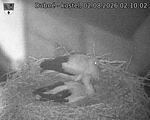 Capi_Dubne_20260802_021003.jpg