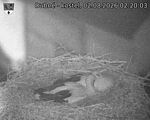 Capi_Dubne_20260802_022003.jpg