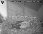 Capi_Dubne_20260802_025002.jpg