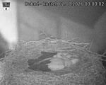 Capi_Dubne_20260802_030002.jpg