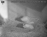 Capi_Dubne_20260802_044002.jpg