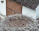 Capi_Dubne_20260802_054504.jpg